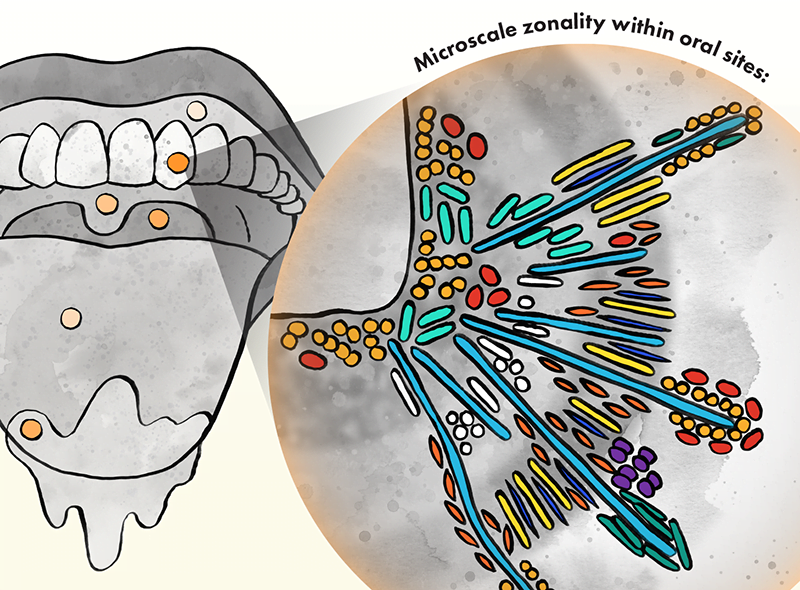 The Oral Microbiome - Eliza Wolfson